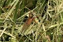 Dolomedes_plantarius_D5129_Z_90_Canal du Nivernais_Frankrijk